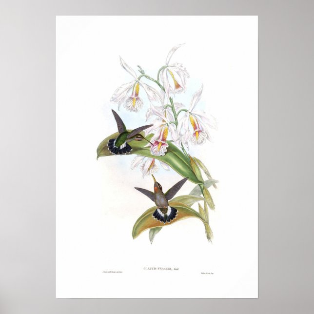 Hummingbird Poster (Framsidan)