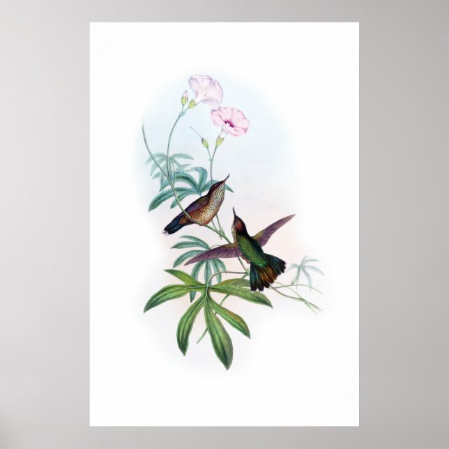 Hummingbird poster (Framsidan)