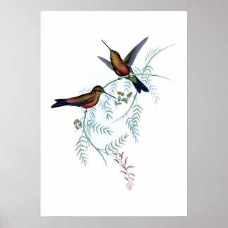 Hummingbird poster