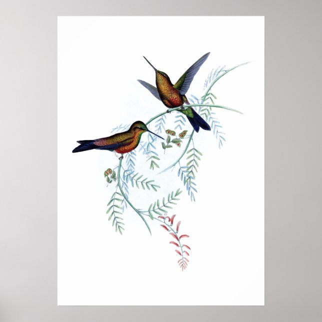 Hummingbird poster (Framsidan)