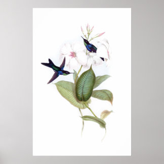 Hummingbird poster
