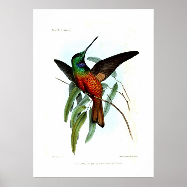 Hummingbird Poster (Framsidan)