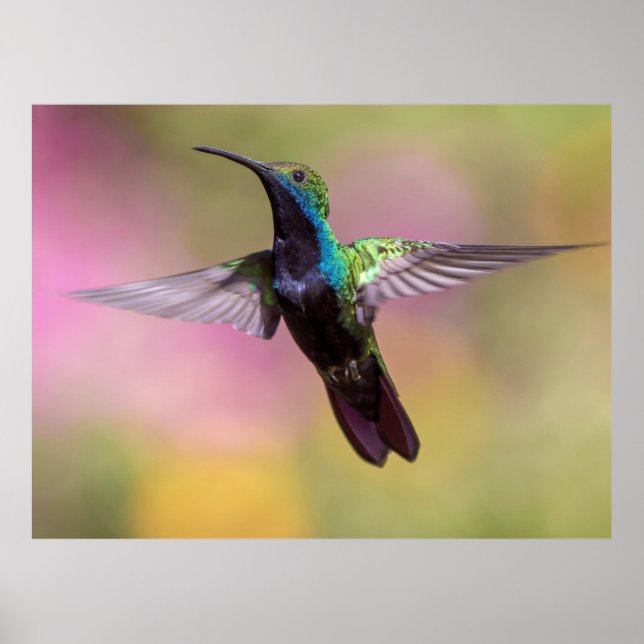 Hummingbird Poster (Framsidan)
