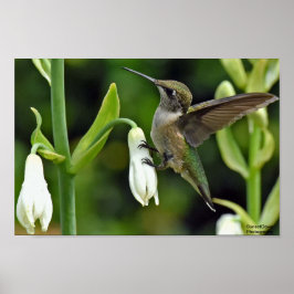 Hummingbird Poster