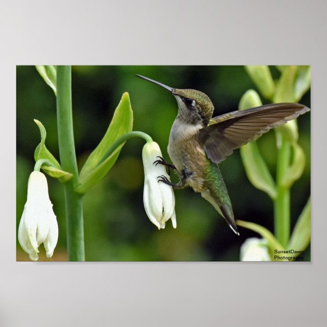 Hummingbird Poster (Framsidan)