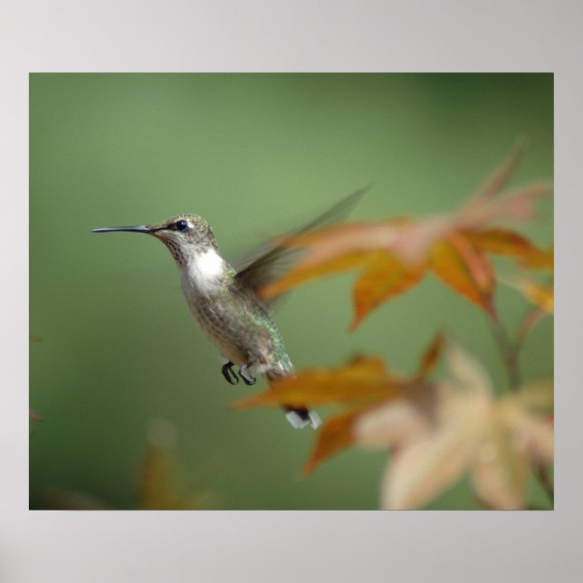 Hummingbird Poster (Framsidan)