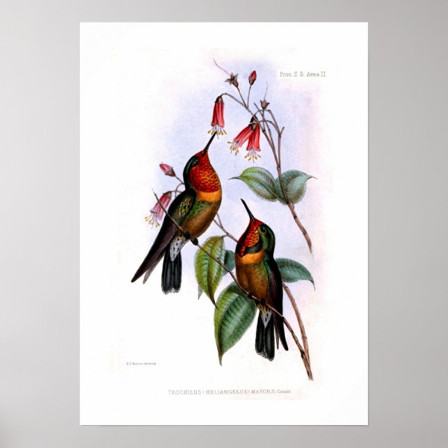 Hummingbird Poster (Framsidan)