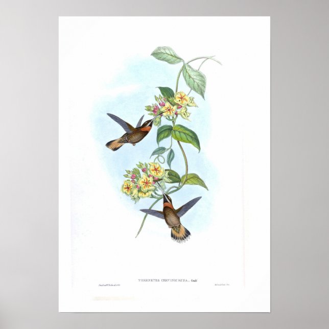 Hummingbird Poster (Framsidan)