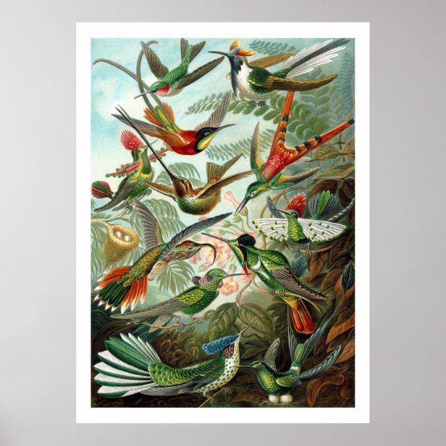 Hummingbird Poster (Framsidan)