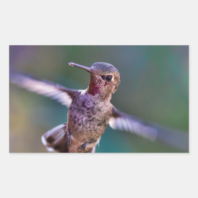 Hummingbird Rektangulärt Klistermärke (Framsida)