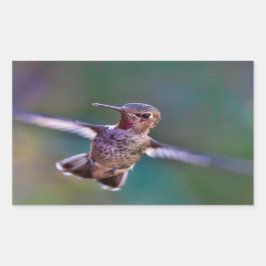 Hummingbird Rektangulärt Klistermärke