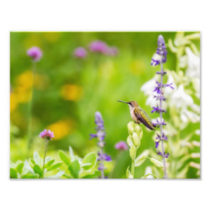 Hummingbird Rest Fototryck