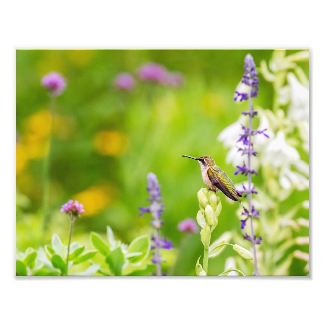 Hummingbird Rest Fototryck (Framsidan)