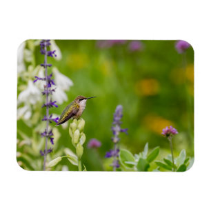 Hummingbird Rest Magnet