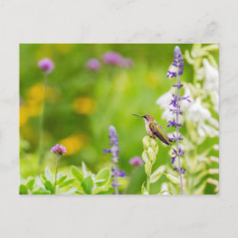 Hummingbird Rest Vykort