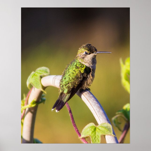 Hummingbird Resting 16 x 20 Poster (Framsidan)