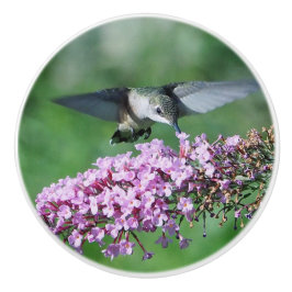 Hummingbird Rosa Blommigt Flight Wildlife Photo Knopp