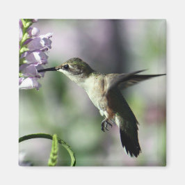 Hummingbird Rosa Blommigt Wildlife Photo Magnet