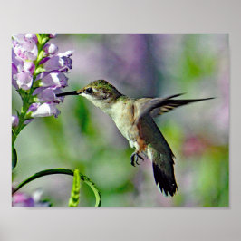 Hummingbird Rosa Blommigt Wildlife Photo Poster