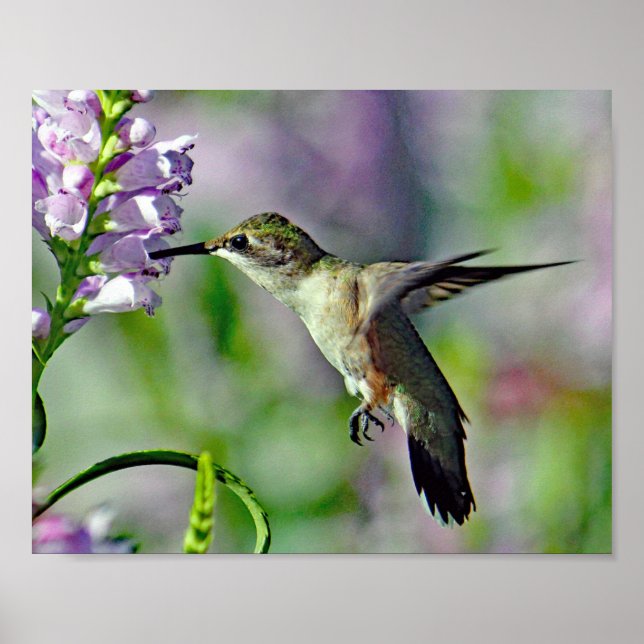 Hummingbird Rosa Blommigt Wildlife Photo Poster (Framsidan)