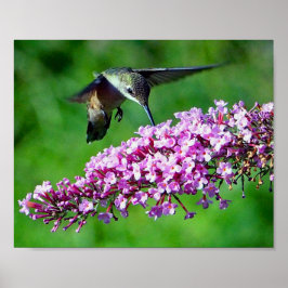 Hummingbird Rosa Flowers Wildlife Photo Poster