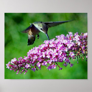 Hummingbird Rosa Flowers Wildlife Photo Poster