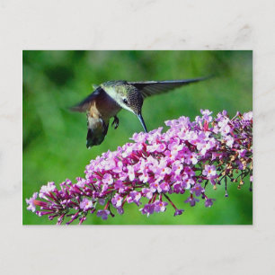Hummingbird Rosa Flowers Wildlife Photo Vykort