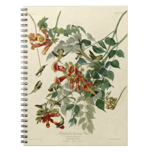 Hummingbird Ruby Throated Audubon Anteckningsbok