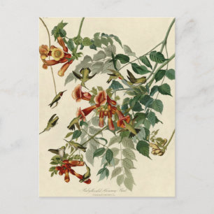 Hummingbird Ruby Throated Audubon Bird Vykort