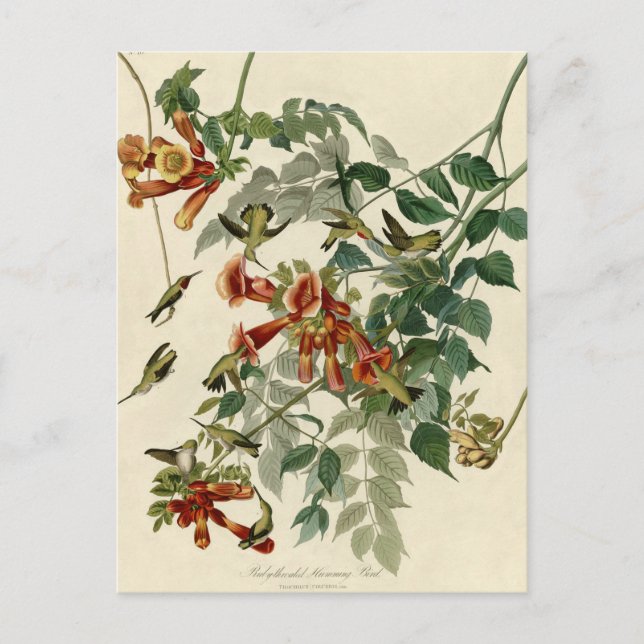 Hummingbird Ruby Throated Audubon Bird Vykort (Framsida)