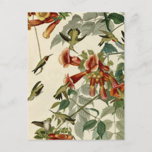 Hummingbird Ruby Throated Audubon Bird Vykort