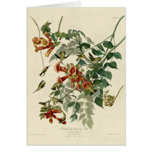 Hummingbird Ruby Throated Audubon Hälsningskort