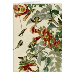 Hummingbird Ruby Throated Audubon Hälsningskort