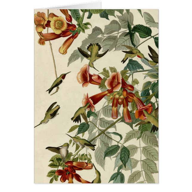Hummingbird Ruby Throated Audubon Hälsningskort (Framsidan)