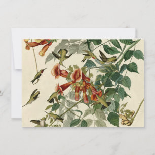 Hummingbird Ruby Throated Audubon Inbjudningar