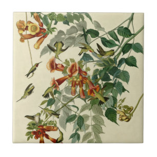 Hummingbird Ruby Throated Audubon Kakelplatta