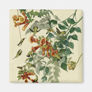 Hummingbird Ruby Throated Audubon Magnet