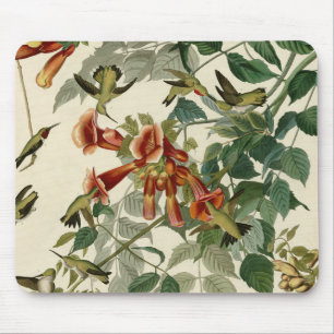 Hummingbird Ruby Throated Audubon Musmatta