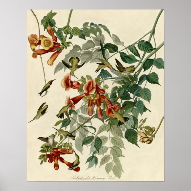 Hummingbird Ruby Throated Audubon Poster (Framsidan)