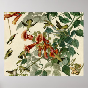Hummingbird Ruby Throated Audubon Poster