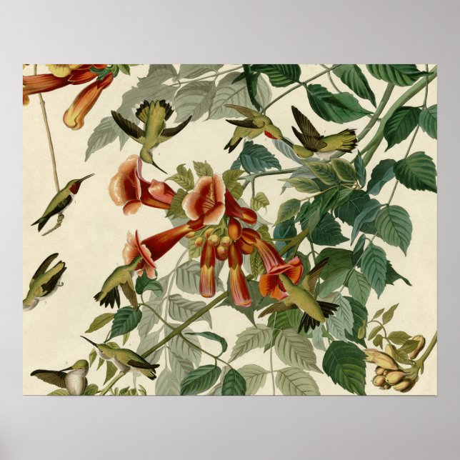 Hummingbird Ruby Throated Audubon Poster (Framsidan)
