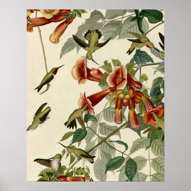 Hummingbird Ruby Throated Audubon Poster (Framsidan)