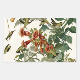 Hummingbird Ruby Throated Audubon Rektangulärt Klistermärke