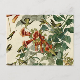 Hummingbird Ruby Throated Audubon Vykort