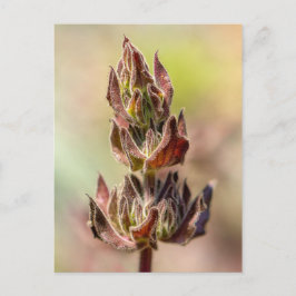 Hummingbird Sage Vykort
