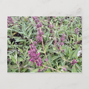 Hummingbird Sage Vykort
