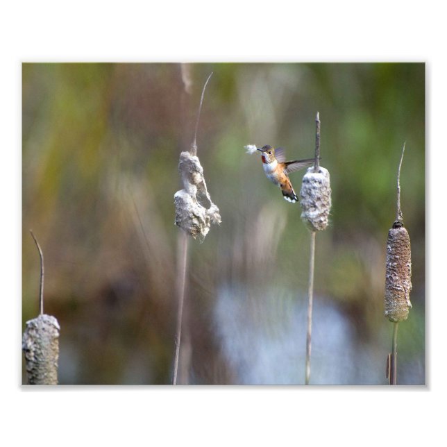 Hummingbird Samling Cattail Fluff Fototryck (Framsidan)