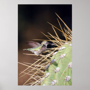Hummingbird-samlingskärnmaterial Poster