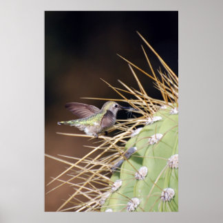Hummingbird-samlingskärnmaterial Poster