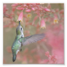 Hummingbird sipping på blommor